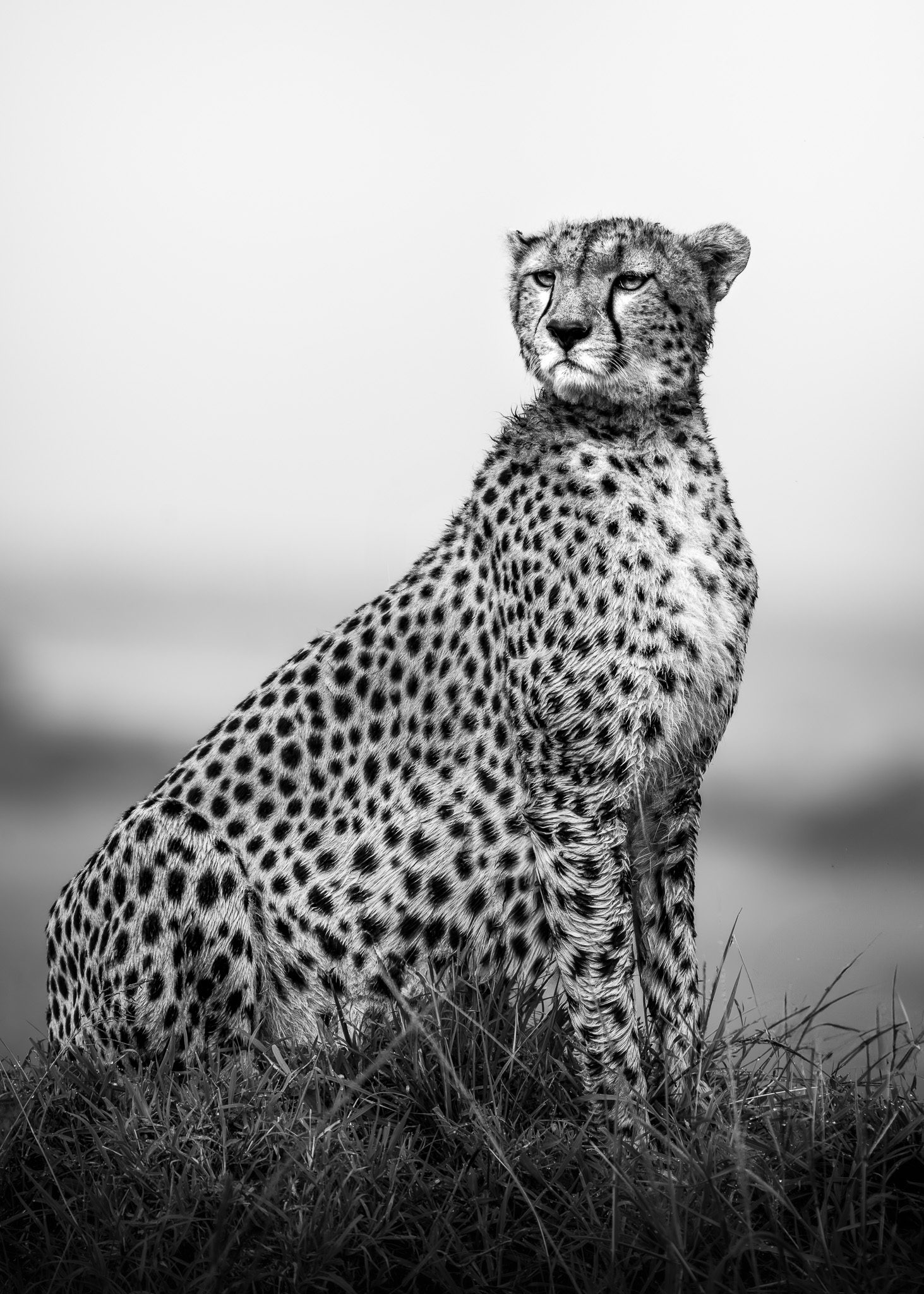 Löwe ruht im goldenen Gras bei Sonnenuntergang
