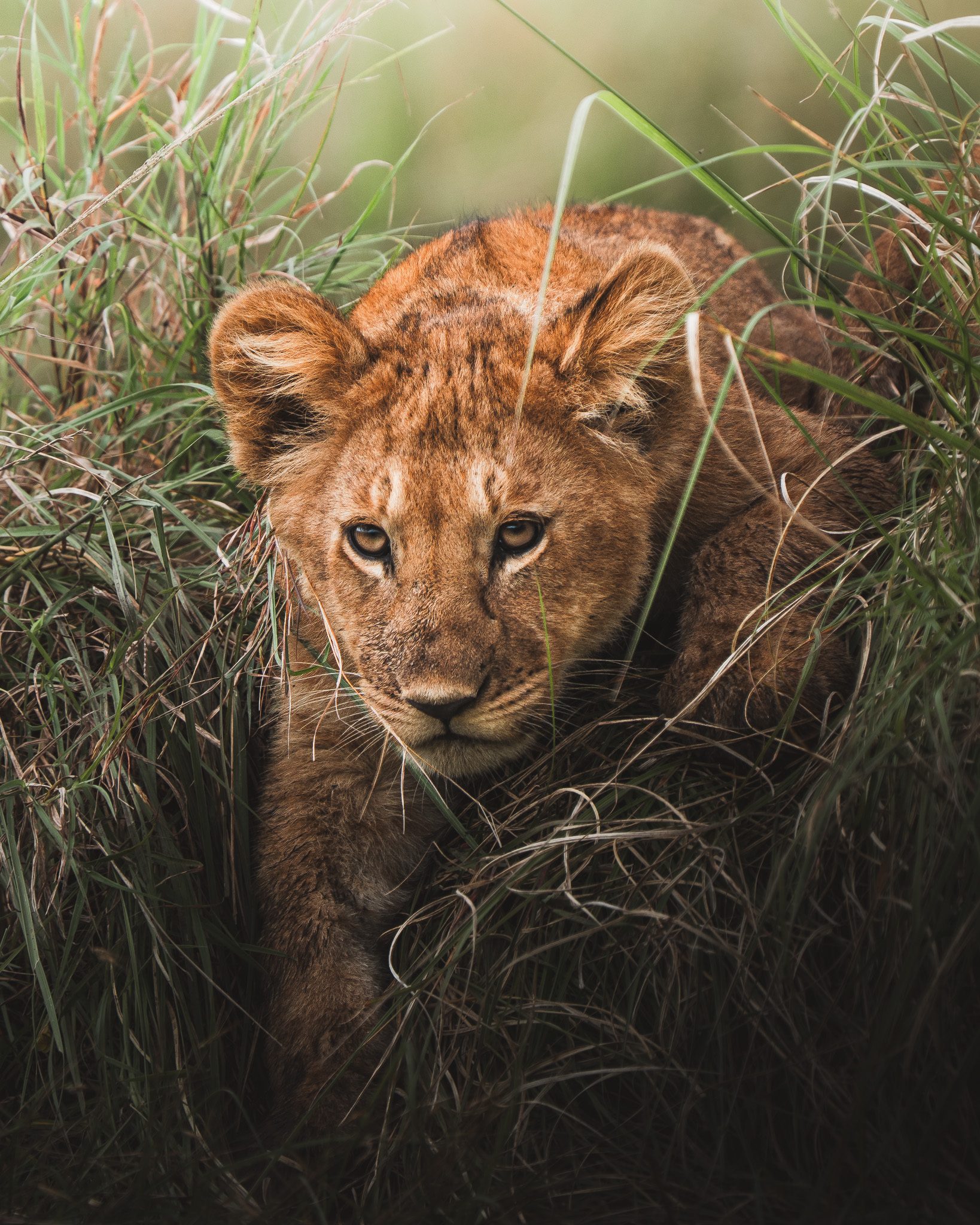 Büffel blickt direkt in die Kamera mit intensiven dunklen Augen