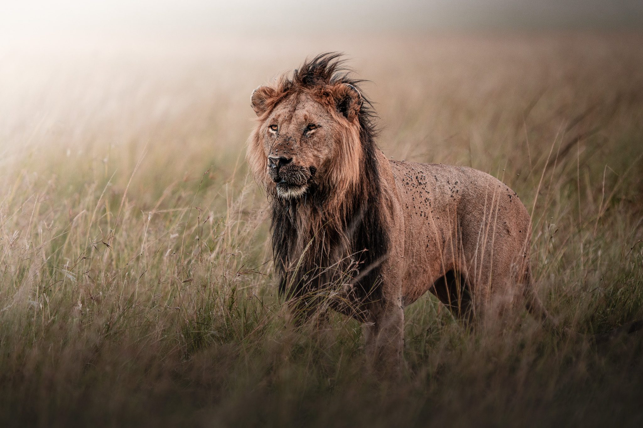 Gnu-Herde erstreckt sich bis zum Horizont über weite Graslandschaft