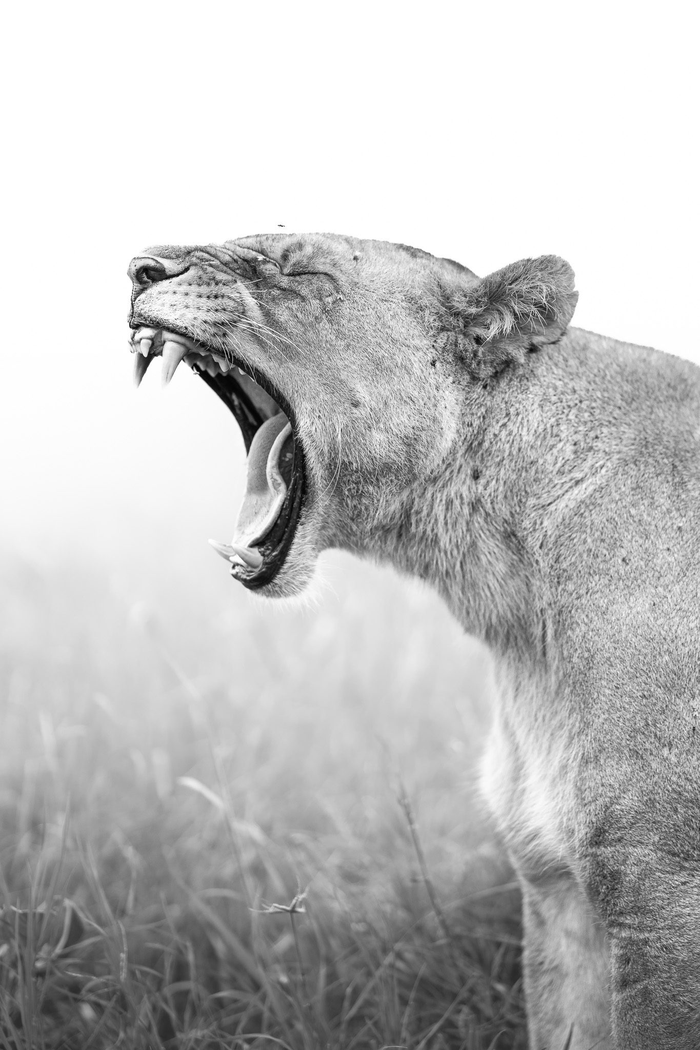 Einzelner Baum und Wildtiere als Silhouette vor einem glühenden Sonnenuntergang
