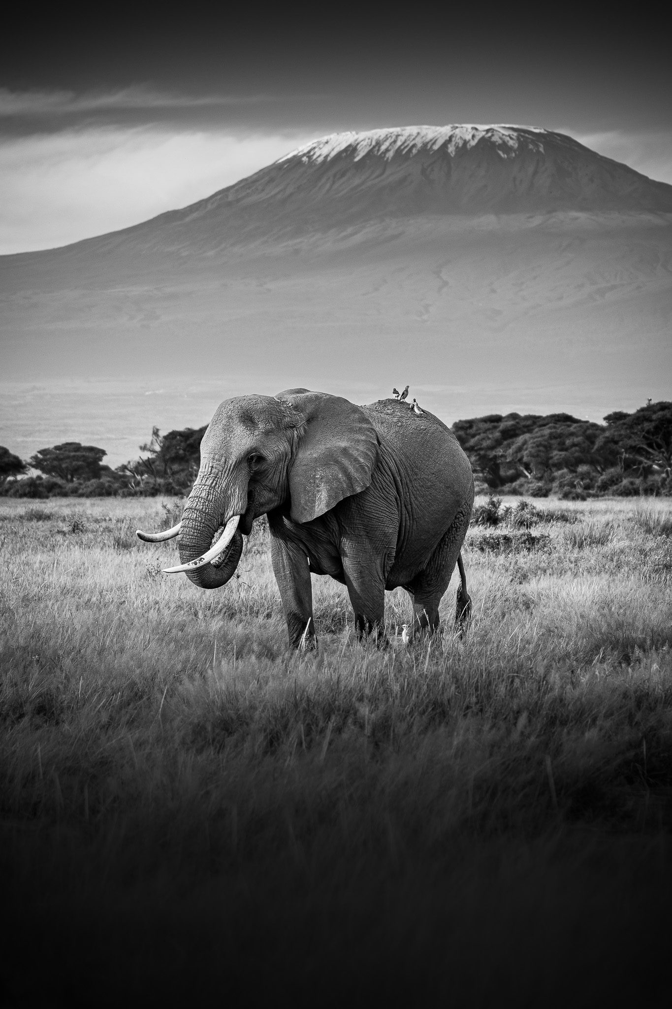 Gepard überblickt die Landschaft von einem erhöhten Aussichtspunkt im warmen Nachmittagslicht