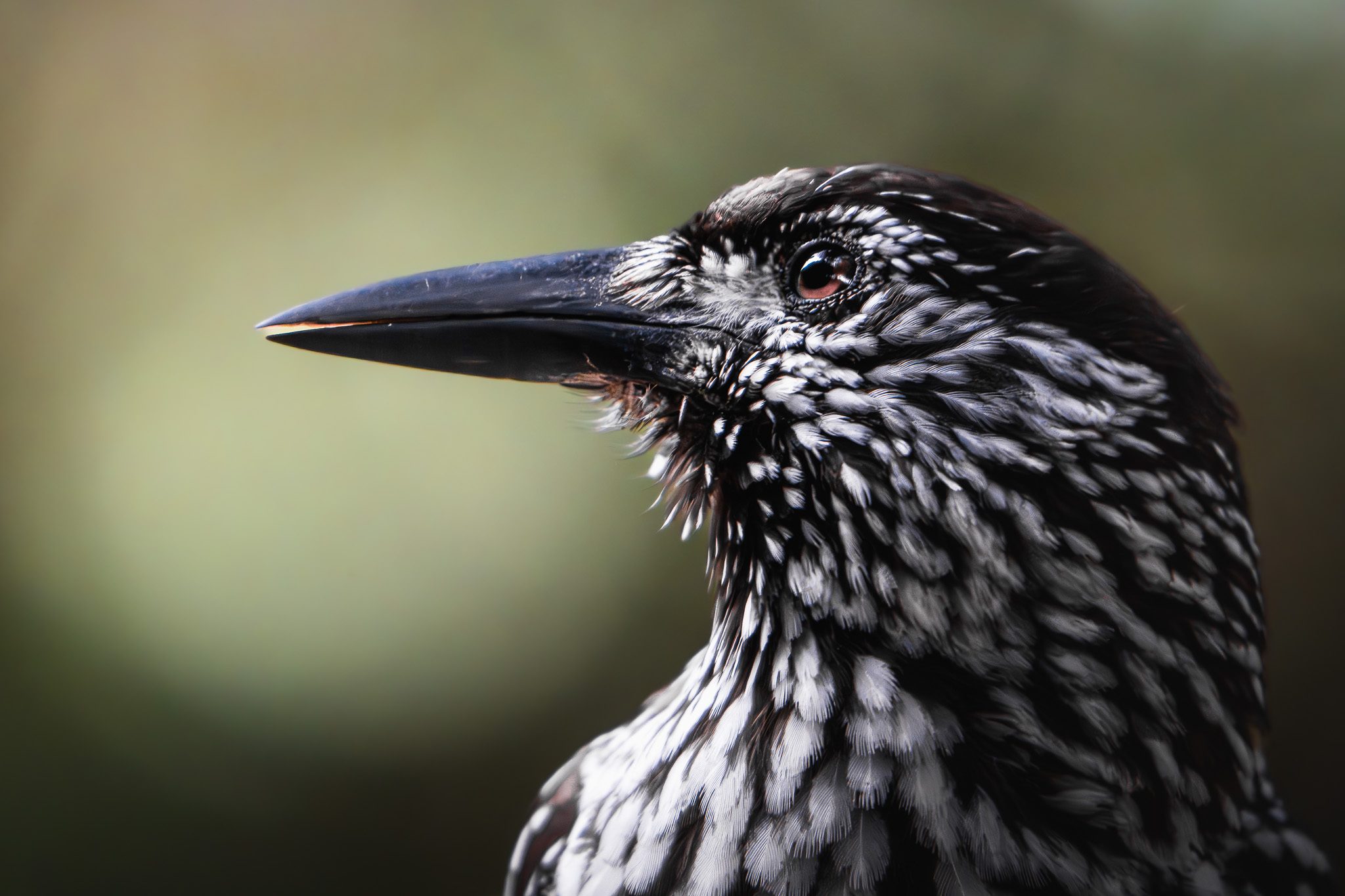 Gämse am Rand einer Klippe mit Blick auf ein weites Alpental