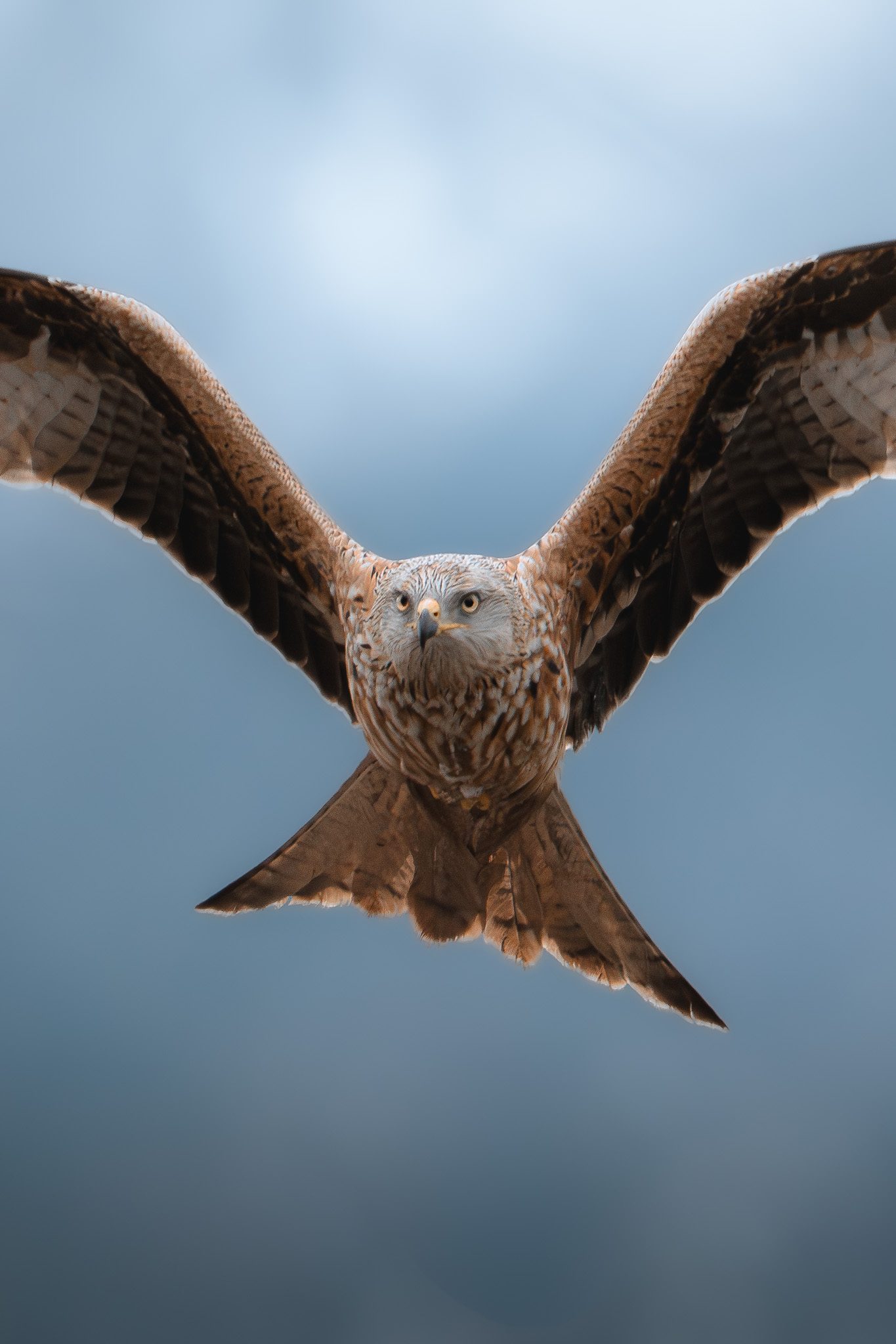 Rothirsch bei starkem Schneefall, Geweih mit frischem Pulverschnee bedeckt