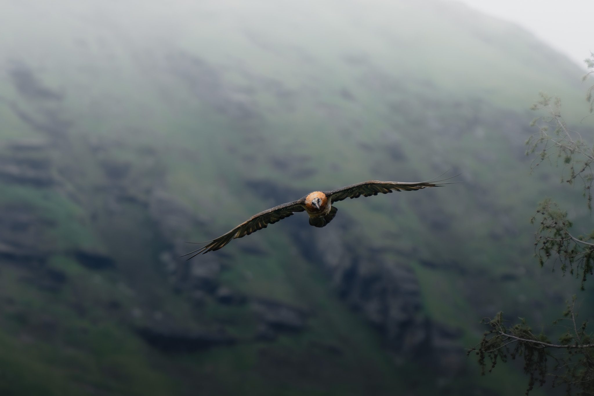 Rothirschrudel auf einer sonnendurchfluteten Waldlichtung umgeben von alten Fichten