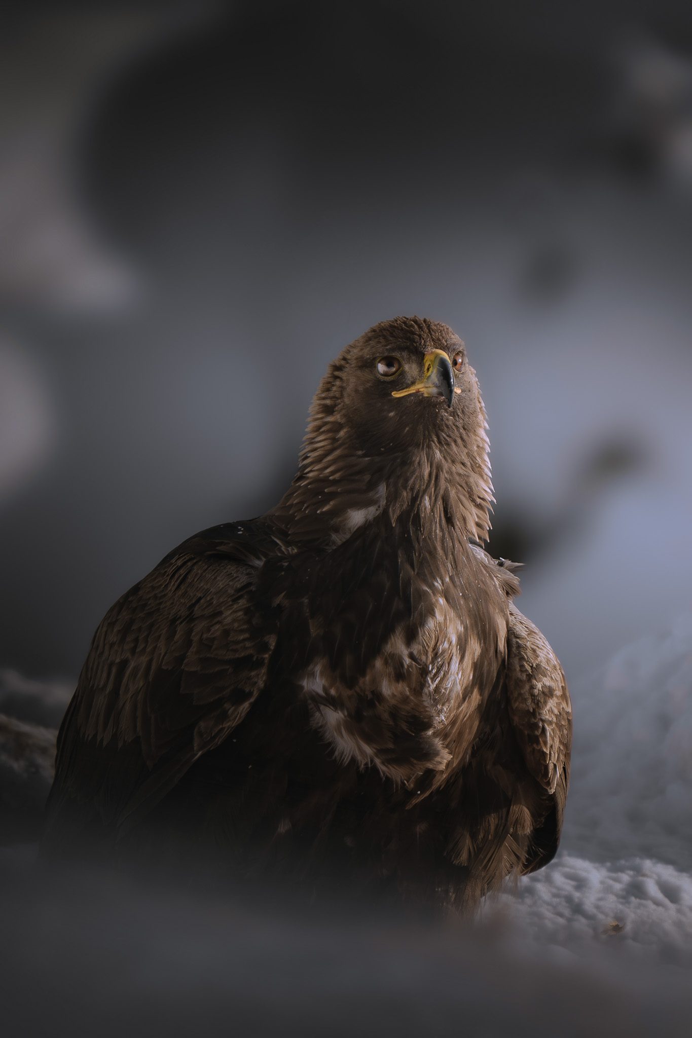 Gämse auf einem Felsgrat in den österreichischen Alpen bei Morgendämmerung