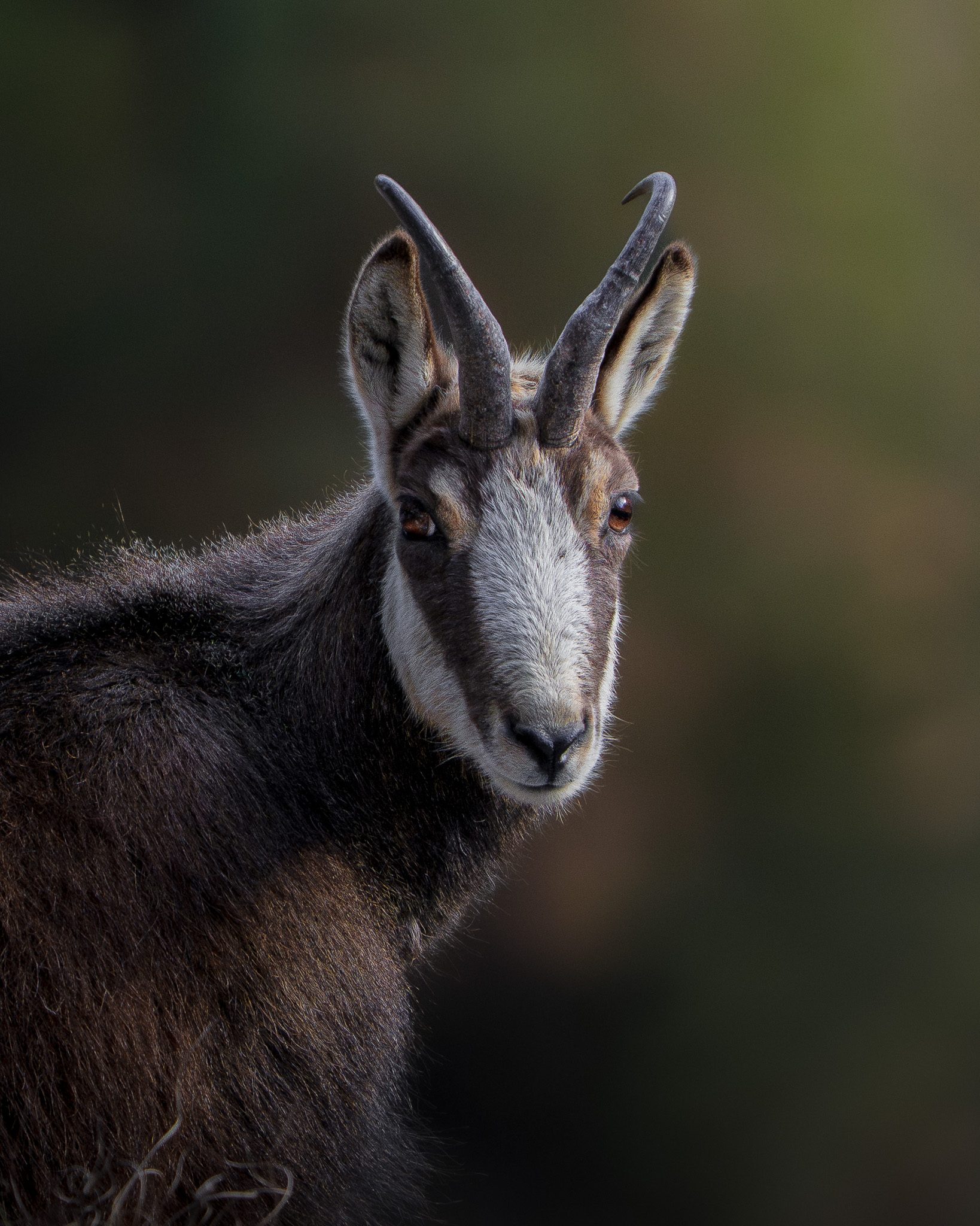 Rothirschrudel zieht durch ein frostüberzogenes Tal bei Sonnenaufgang