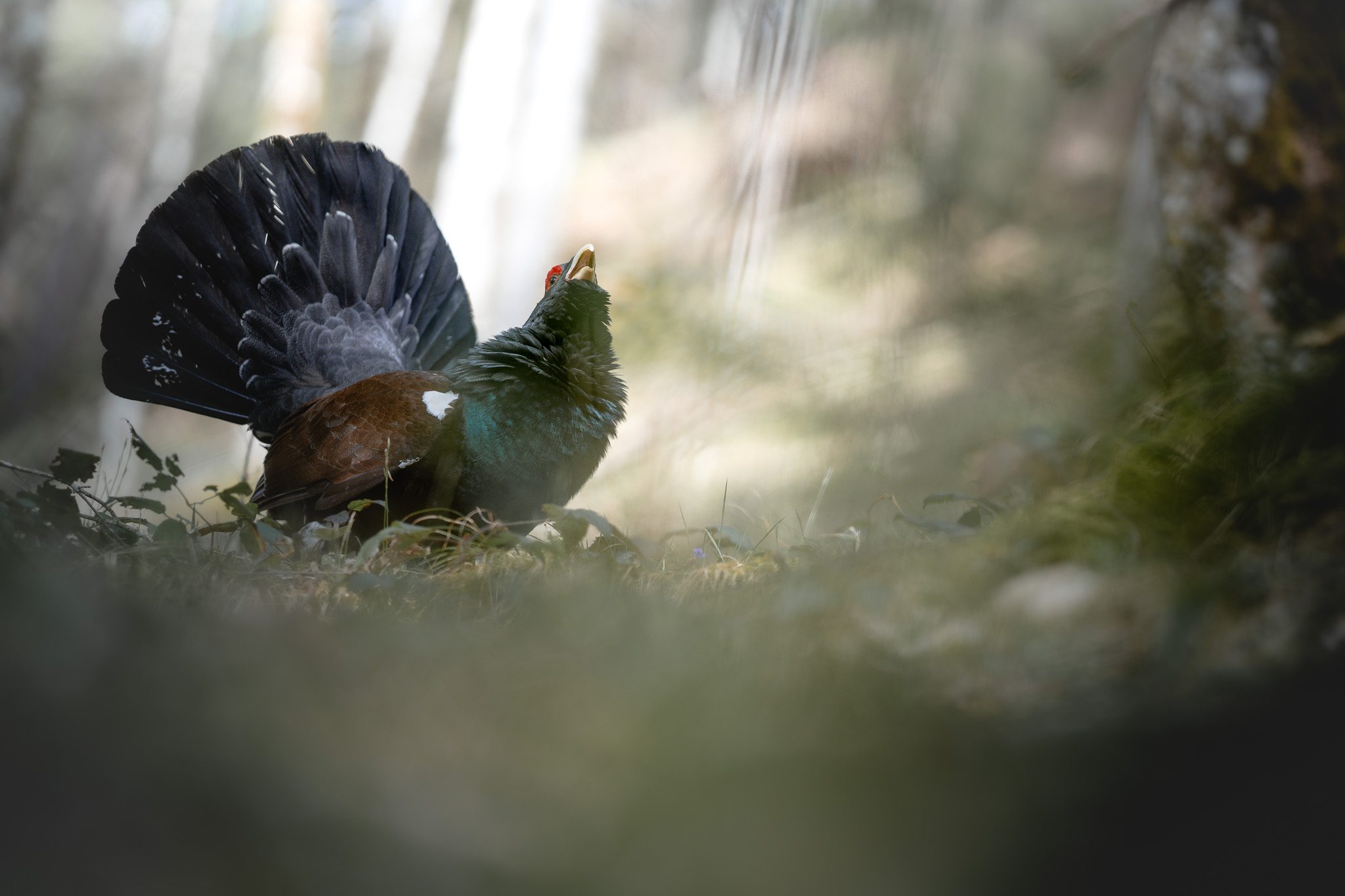 Alpenlandschaft in den Hohen Tauern