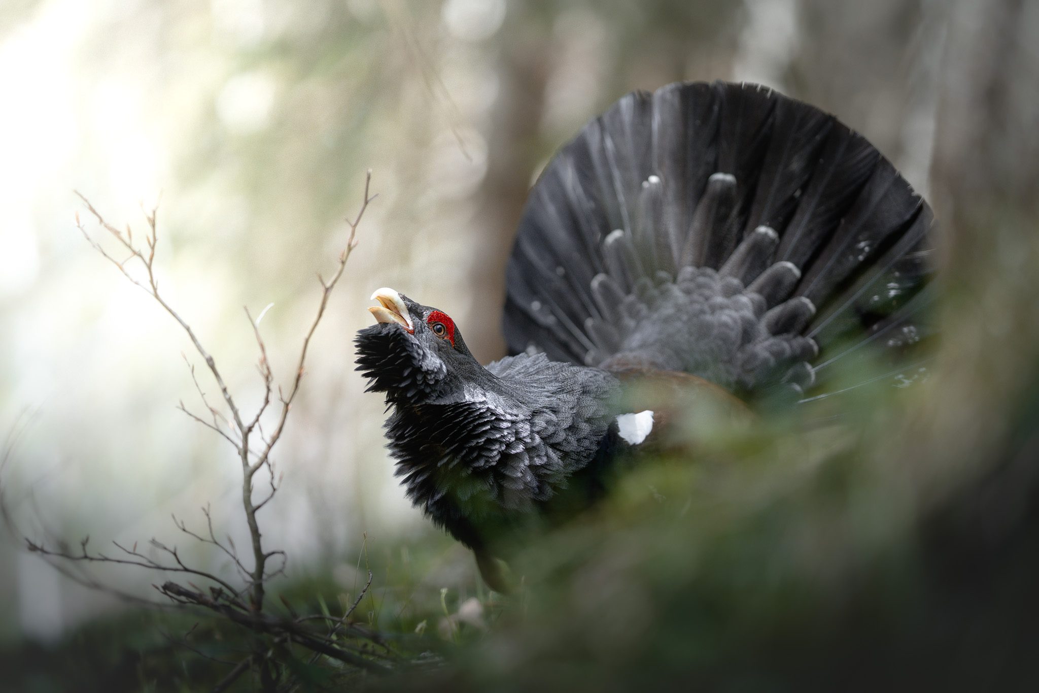 Rothirsch überquert eine nebelige Almwiese im ersten Morgenlicht