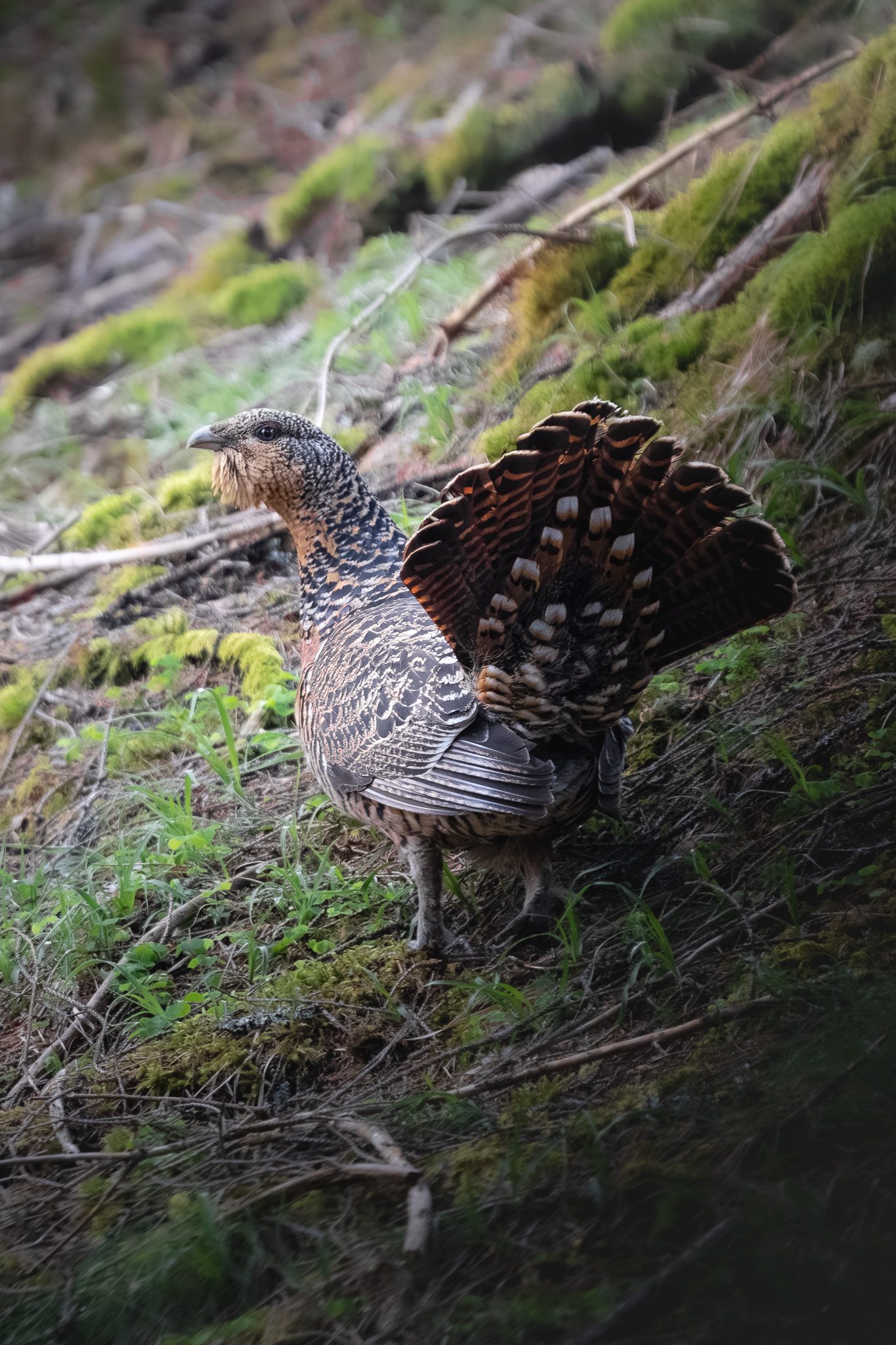 Junge Gämse auf einer steilen Felswand im Nachmittagslicht