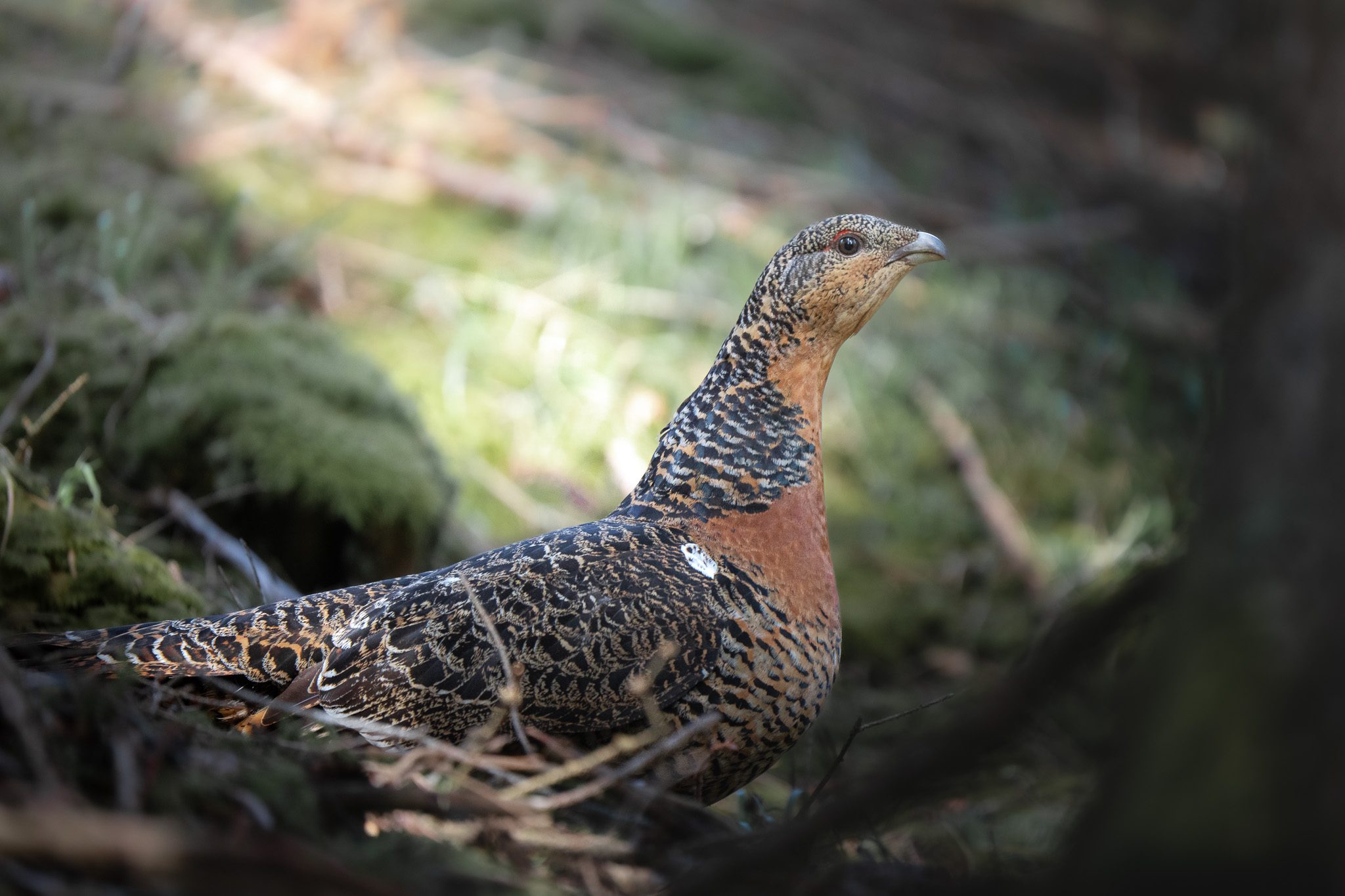 Schneehase im Übergangsfell verschmilzt mit Schneeresten des Frühlings