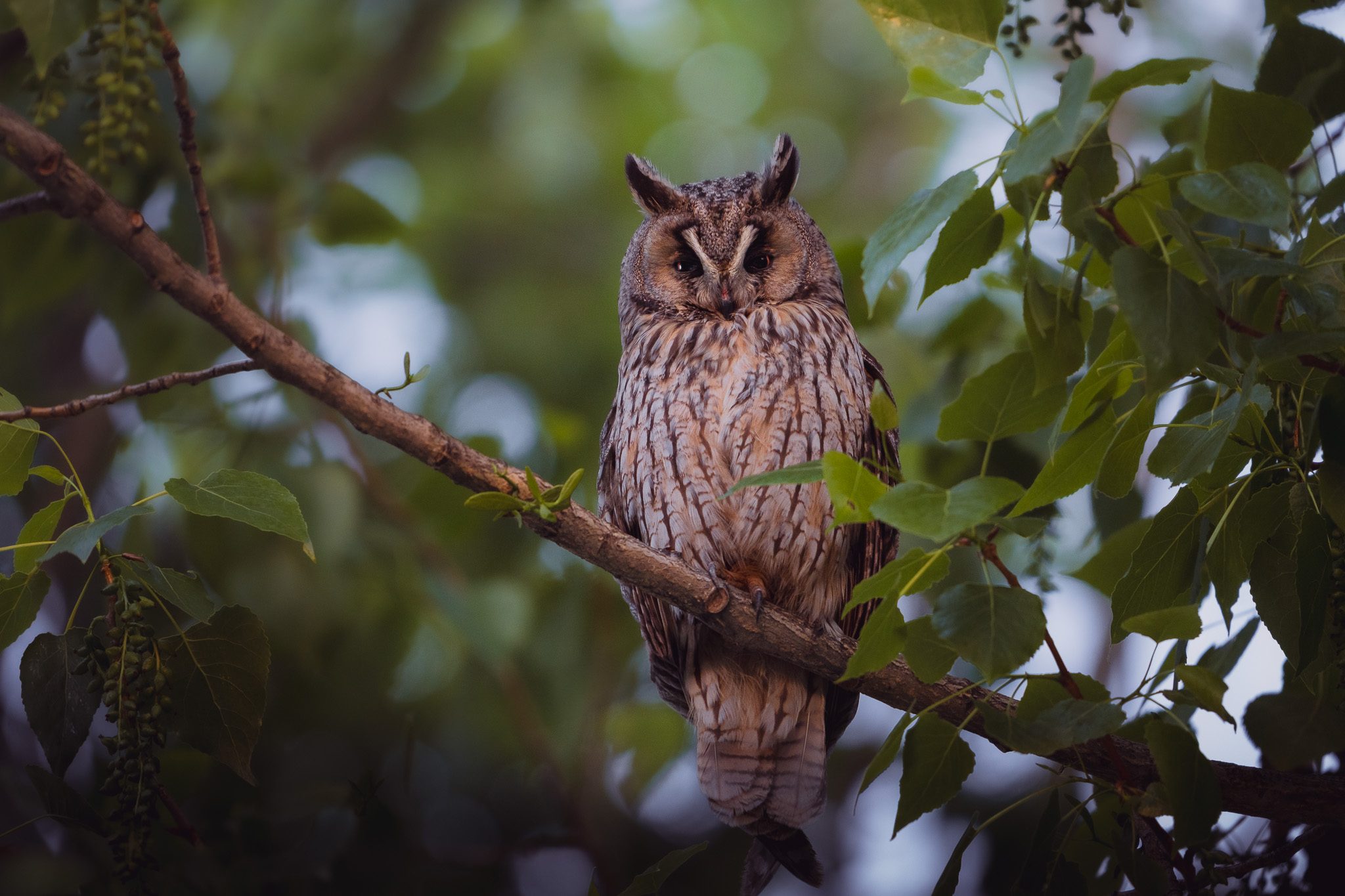 Majestätischer Rothirsch röhrt während der Herbstbrunft im Bergwald