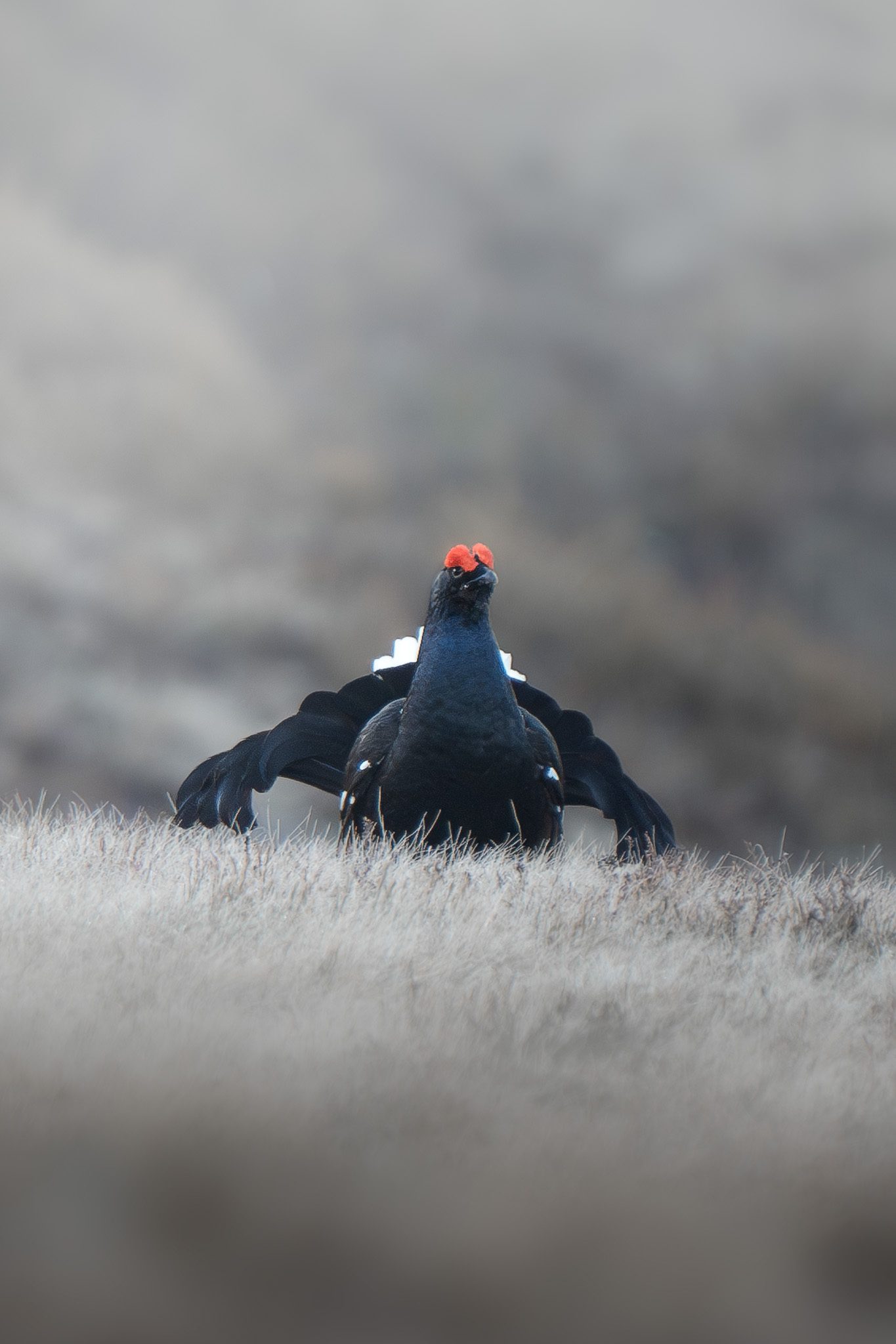 Nahaufnahme eines Gämsengesichts mit ausdrucksvollen Augen in weichem Berglicht