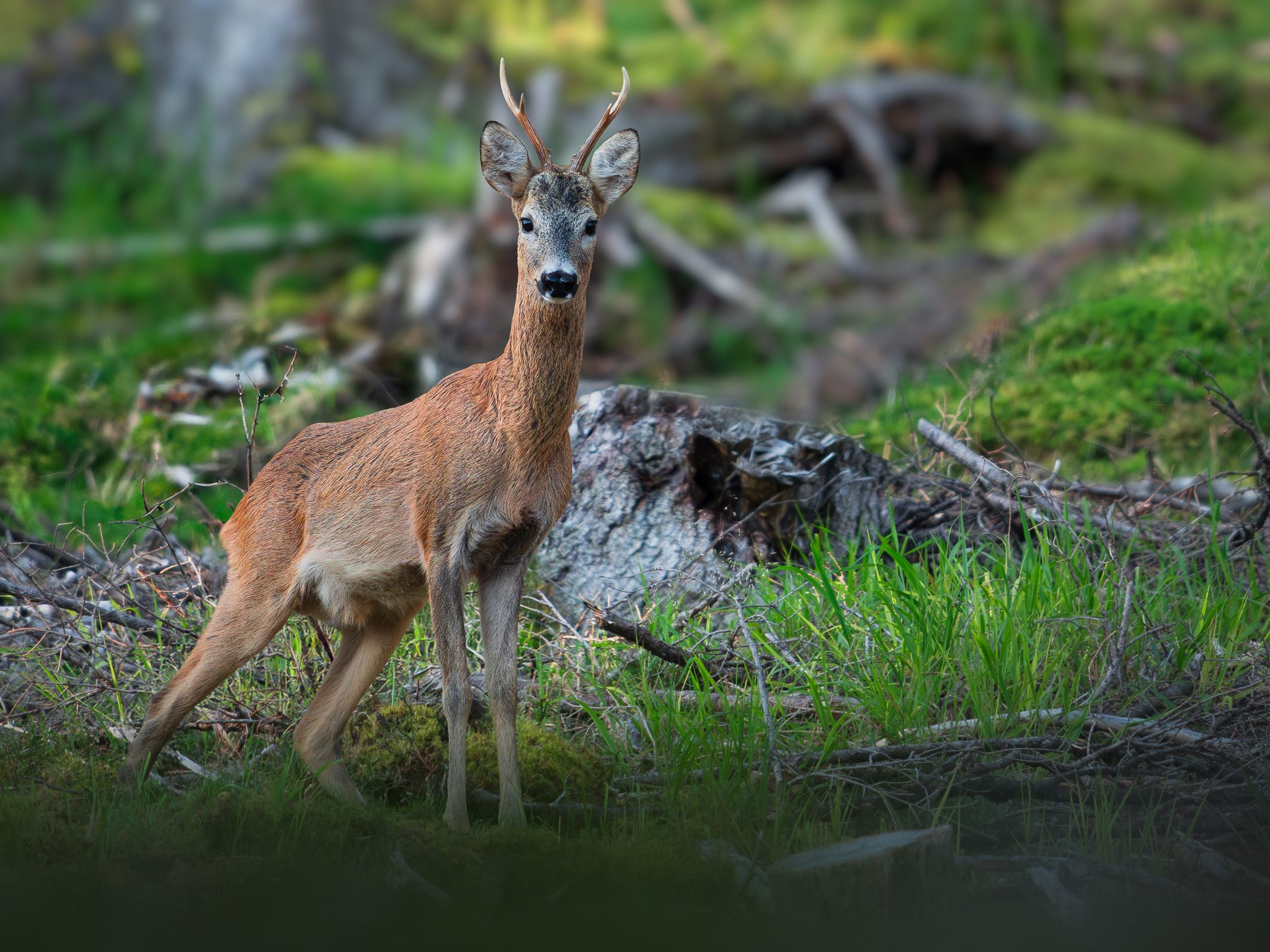 Hirschkuh mit Kalb auf einer stillen Waldlichtung in der Abenddämmerung