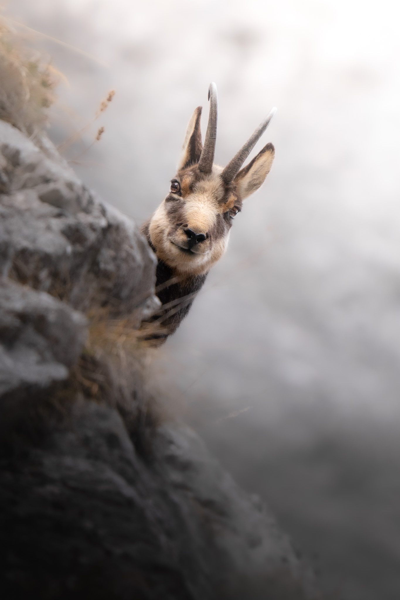 Wildtierbegegnung mit Geduld und natürlichem Licht festgehalten