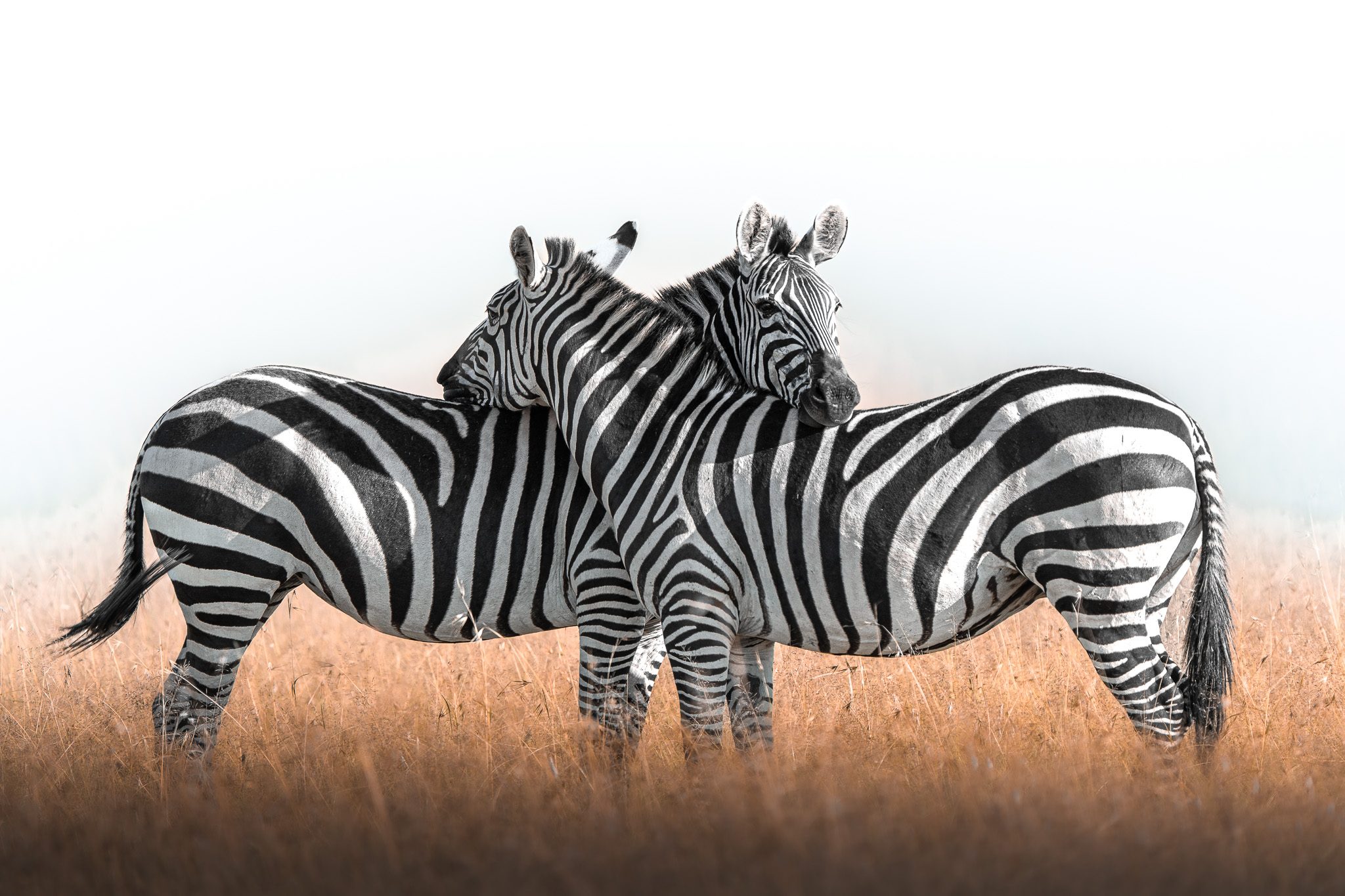 Wildtiere in Bewegung — natürliches Verhalten und Migration dokumentiert