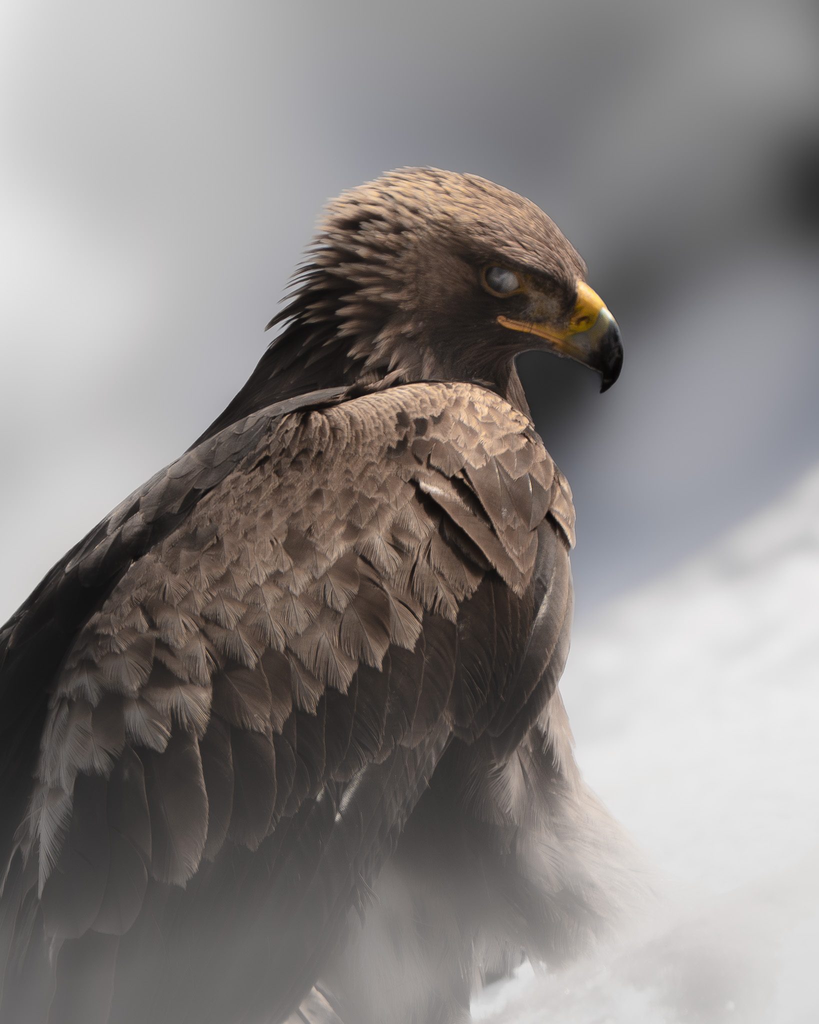 Alpine Wildtiere in den Bergwäldern — natürliches Verhalten ohne Störung eingefangen