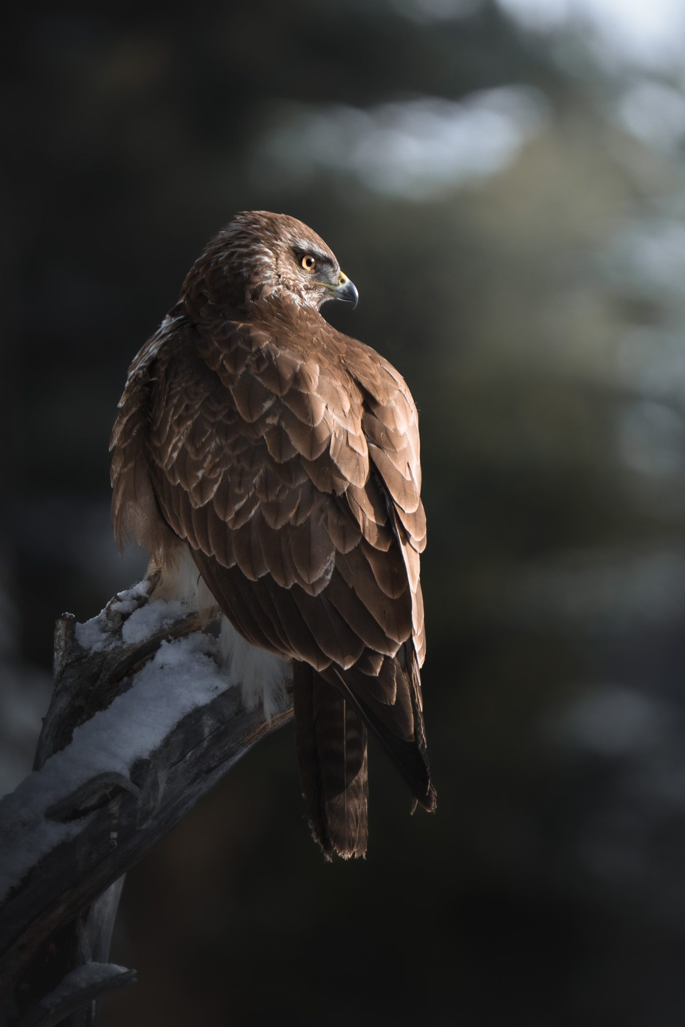 Wildtierporträt — Details durch Geduld und Feldwissen offenbart
