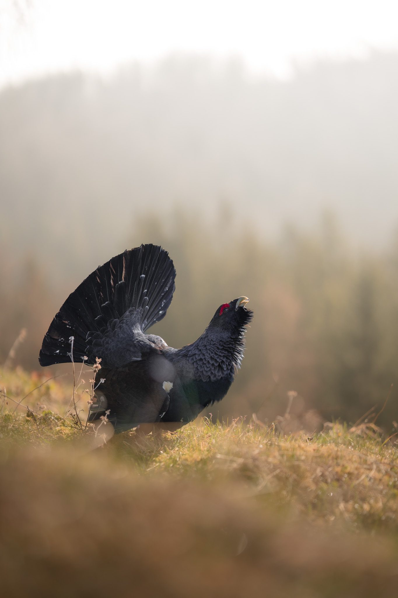Vogel auf flechtenbedecktem Ast im dichten Bergwald