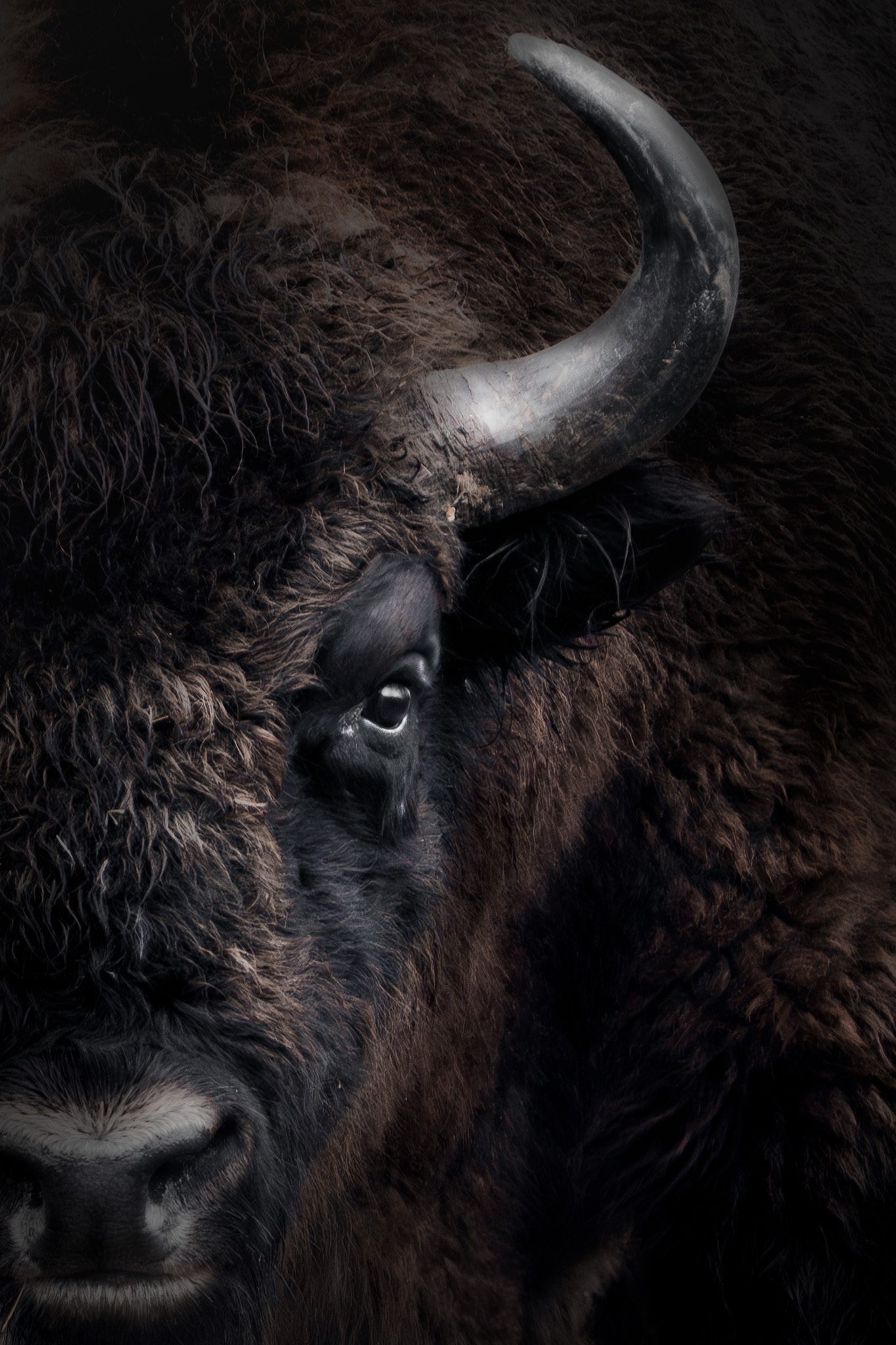 Nahaufnahme eines Wildtierporträts auf Augenhöhe — intime Begegnung mit natürlichem Detail